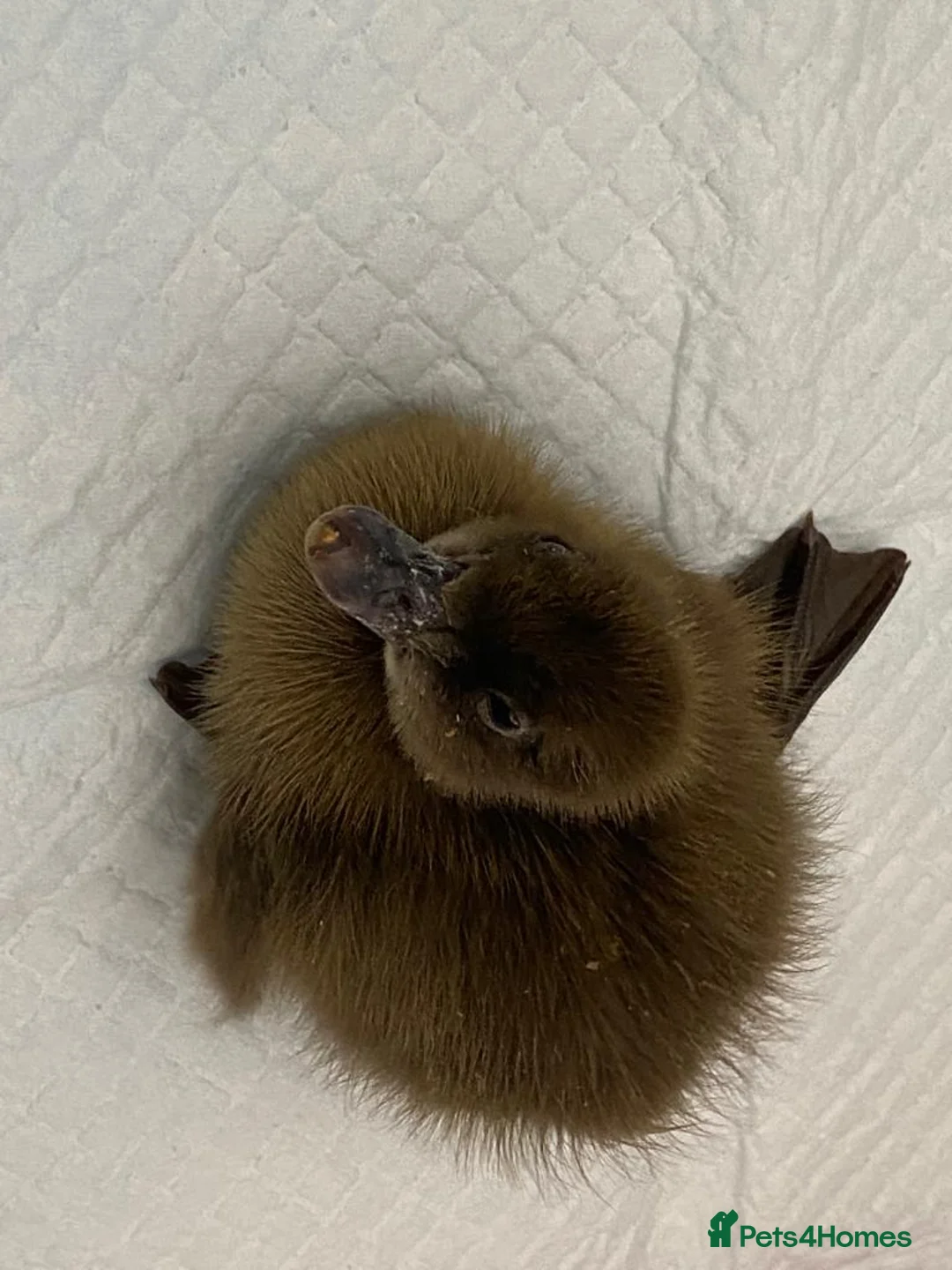 Ducks poultry for sale: Duck and chicken Fertile eggs  in Wakefield - Advert 1