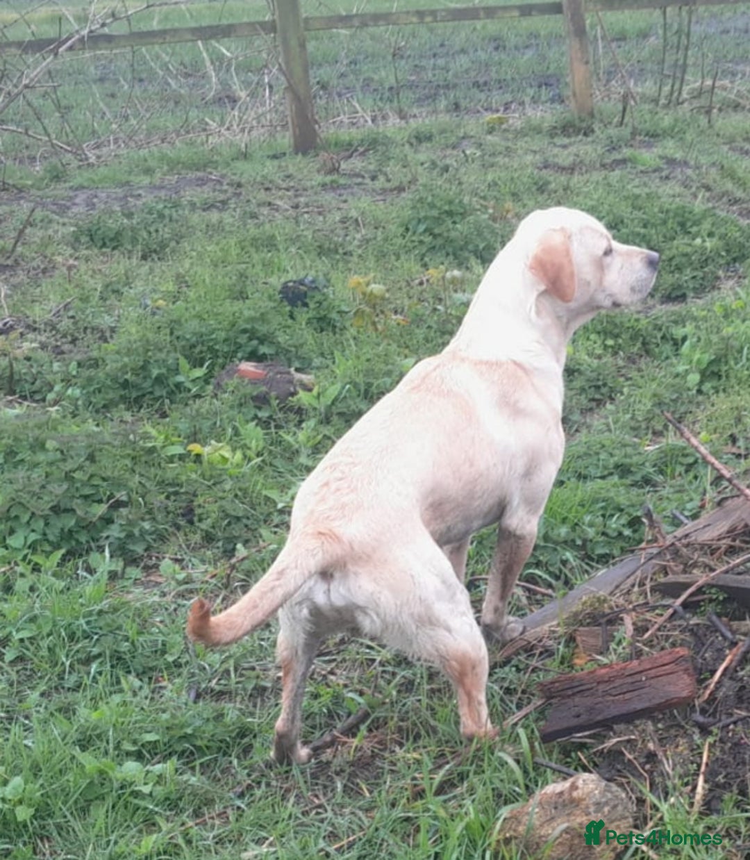 Labrador Retriever dogs for stud: Labrador retriever stud  in Hartlepool - Advert 3