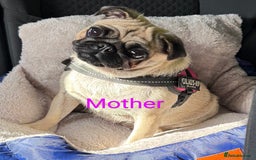 Pug dogs for sale: 🐾 Adorable Pug Puppies Ready for Forever Homes!  - Image 7