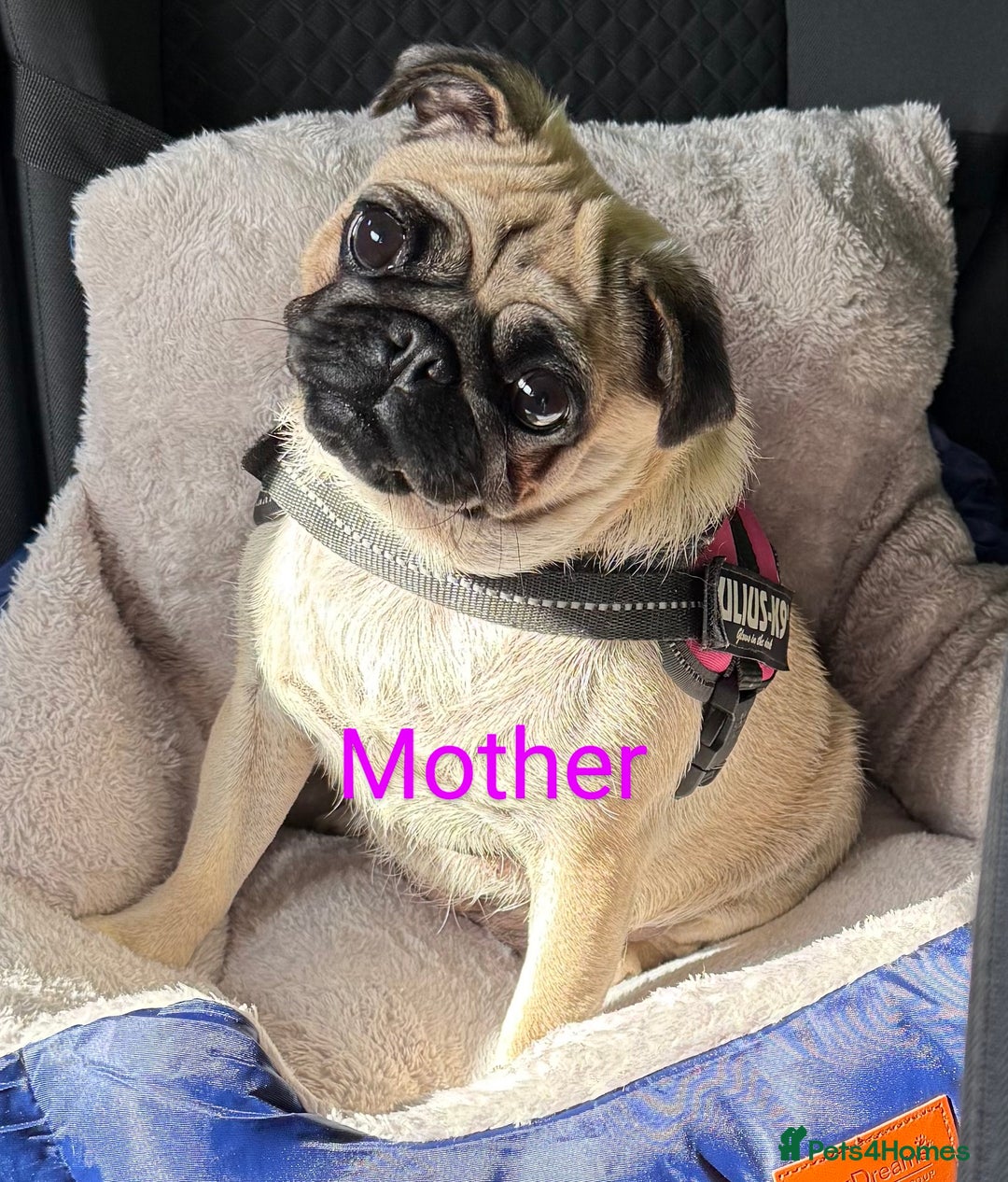 Pug dogs for sale: 🐾 Adorable Pug Puppies Ready for Forever Homes!  - Image 7