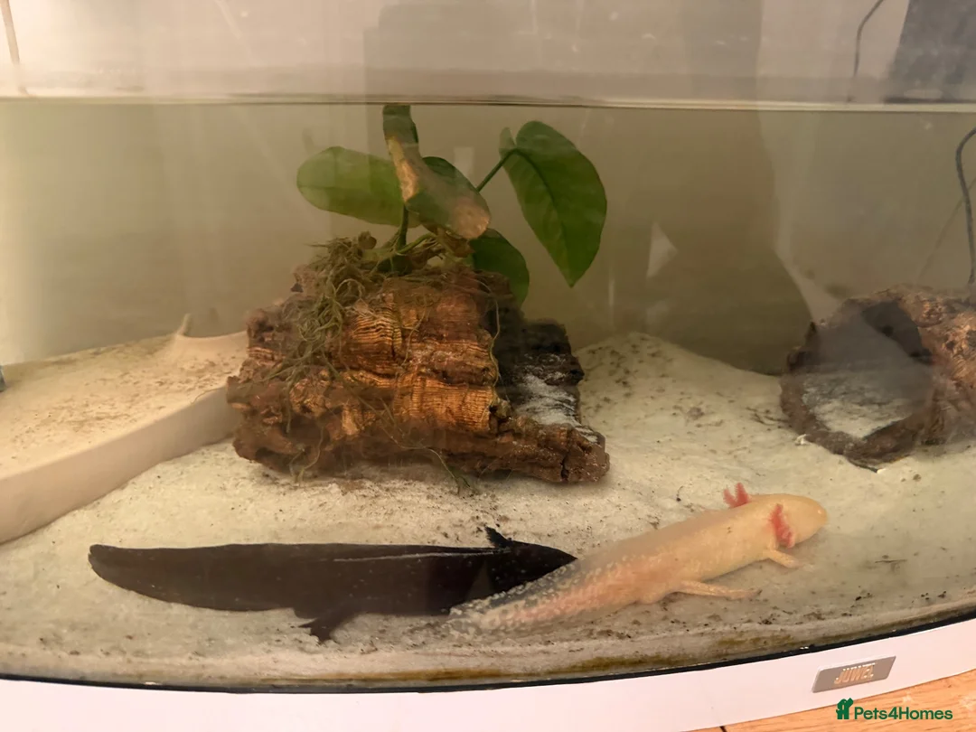 Other/Mixed Breed fish for sale: 2x male axolotls and tank, all decor/food etc in Bridgnorth - Advert 3