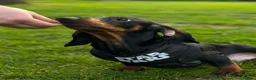 Dachshund dogs for sale: Dachshund  in Wisbech - Advert 6
