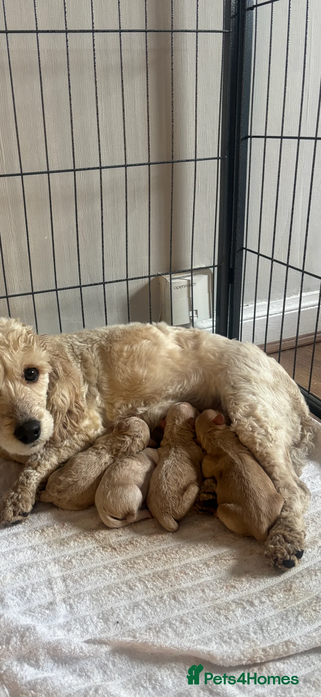 Cockapoo dogs for sale: Gorgeous f1b puppies  in Falkirk - Advert 2