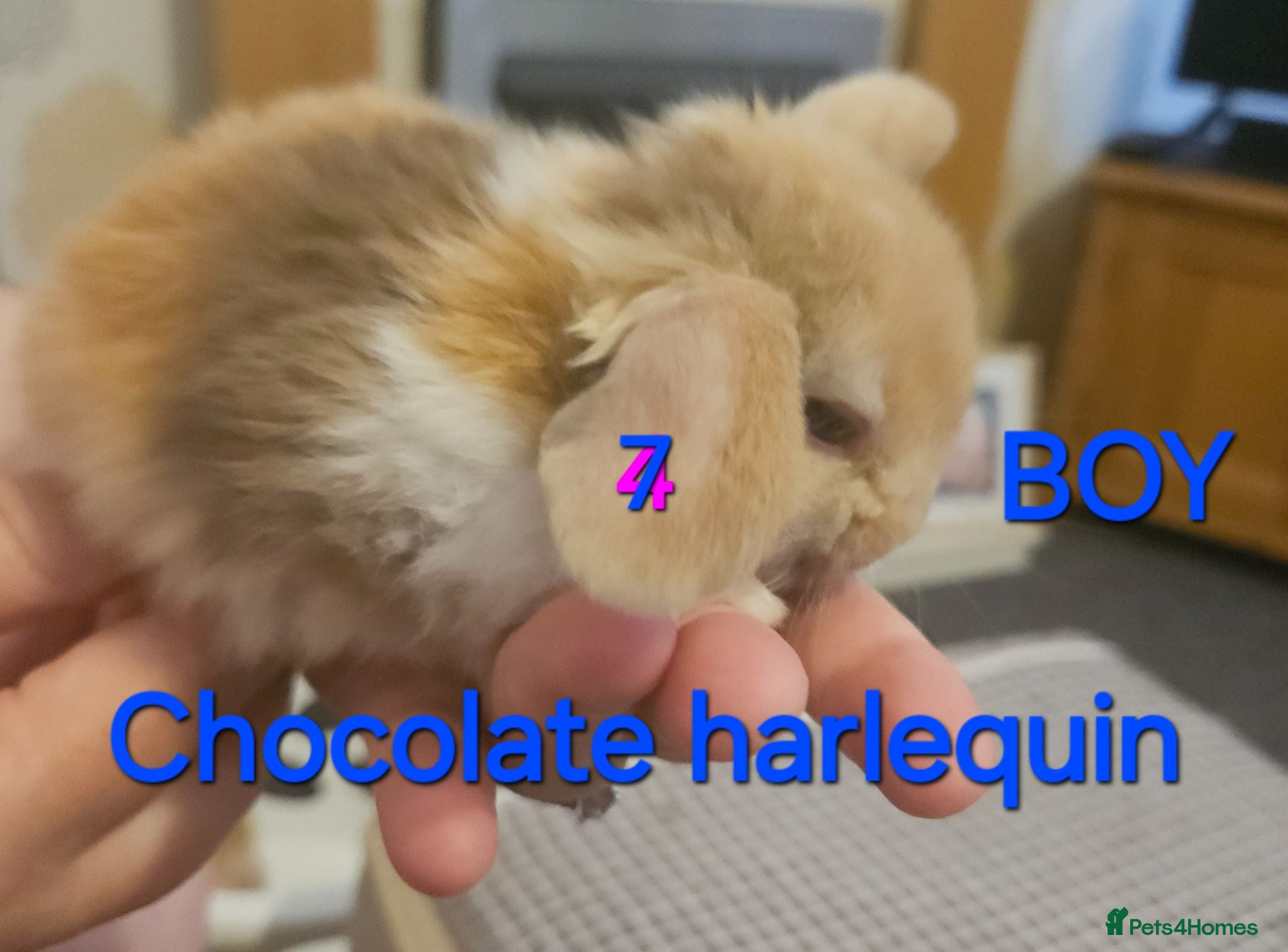 Mini Lop rabbits Mini lop babies blue harlequin - Advert 14