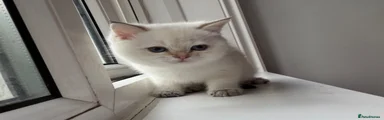 British Longhair Kitten 4