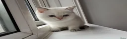 British Longhair cats for sale: Exquisite British Kittens – Golden & Colourpoint  - Advert 40