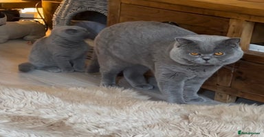 British Shorthair cats - Advert 2