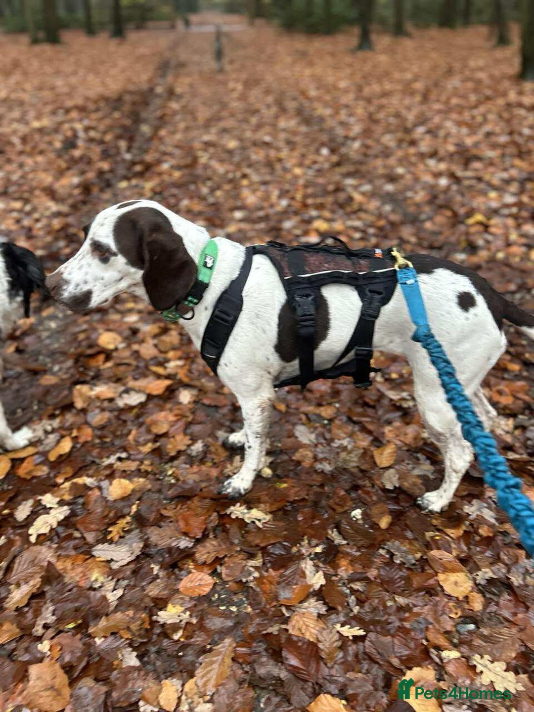 Pointer dogs for adoption: ❤️🐾 Nitsa is ready to keep moving forward 🐾 - Advert 11