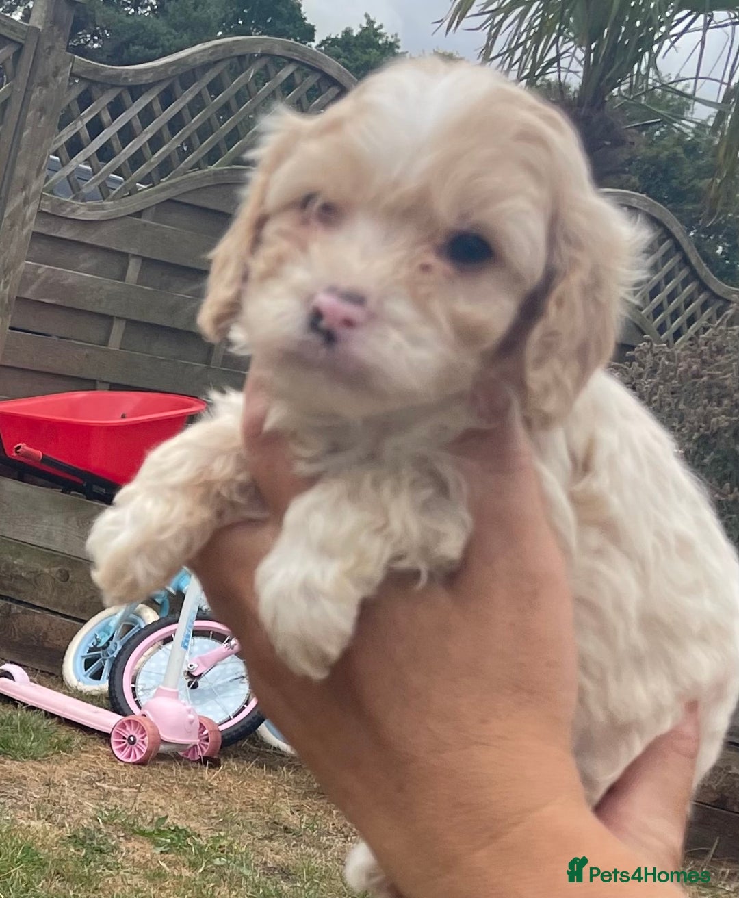 Cavapoo dogs for sale: Stunning Cavapoo puppies  - Image 9