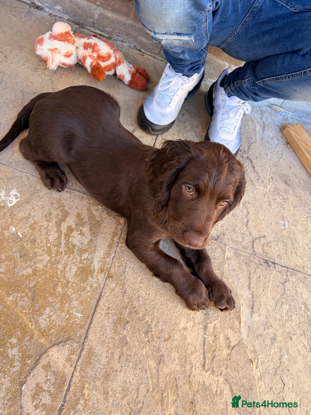 Sprocker dogs for sale: Male Sprocker puppy - Advert 2
