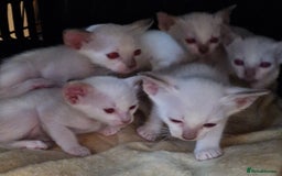Burmese cats for sale: Birman cross kittens for sale - Image 3
