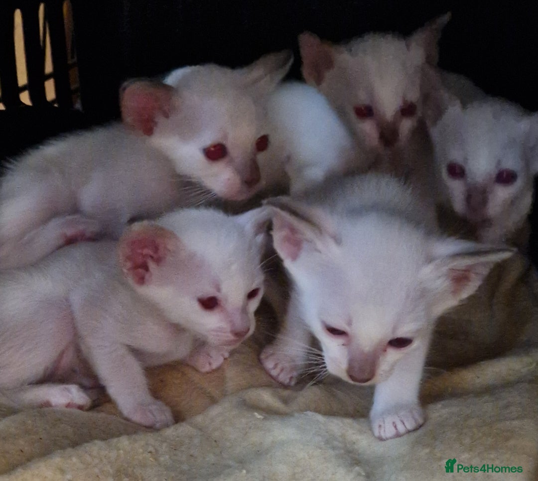 Burmese cats for sale: Birman cross kittens for sale - Image 3
