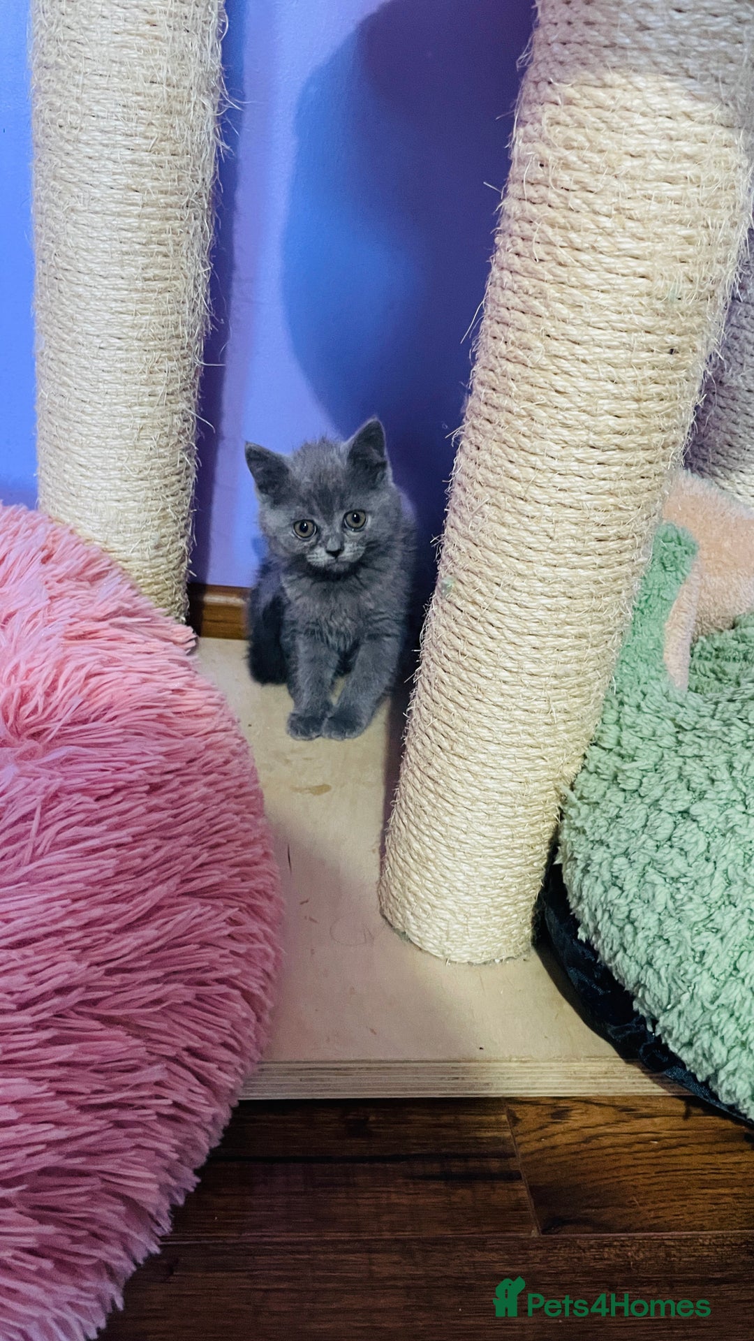 Scottish Fold cats for sale: Beautiful litter looking for new homes ❤️❤️ - Advert 24