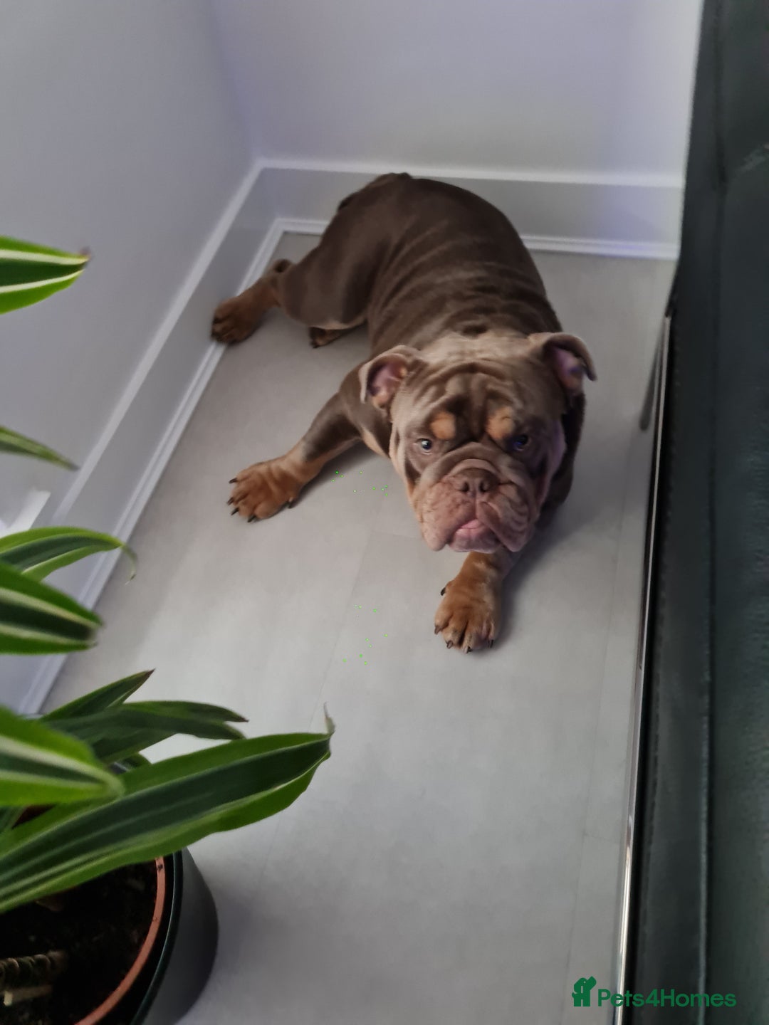 English Bulldog dogs for sale: GHOST - English bulldog  - Image 8