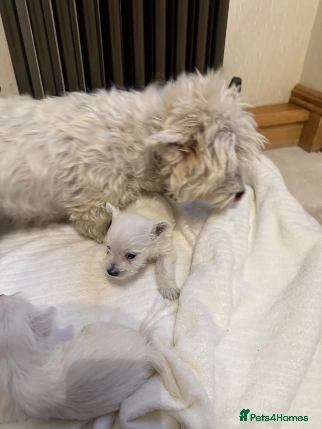 West Highland Terrier dogs for sale: Westie puppies  - Advert 9