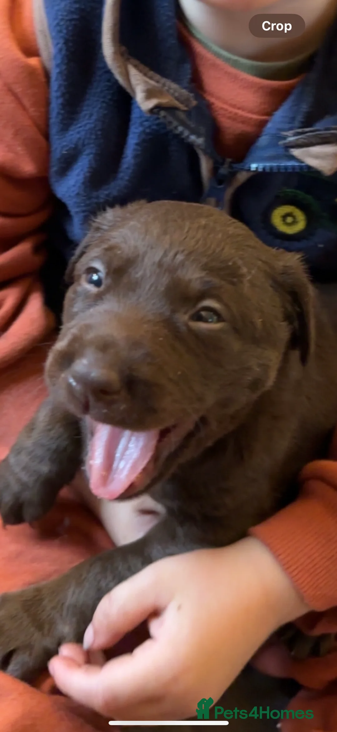 Labrador Retriever dogs for sale: Chocolate Labrador bitch - Advert 2