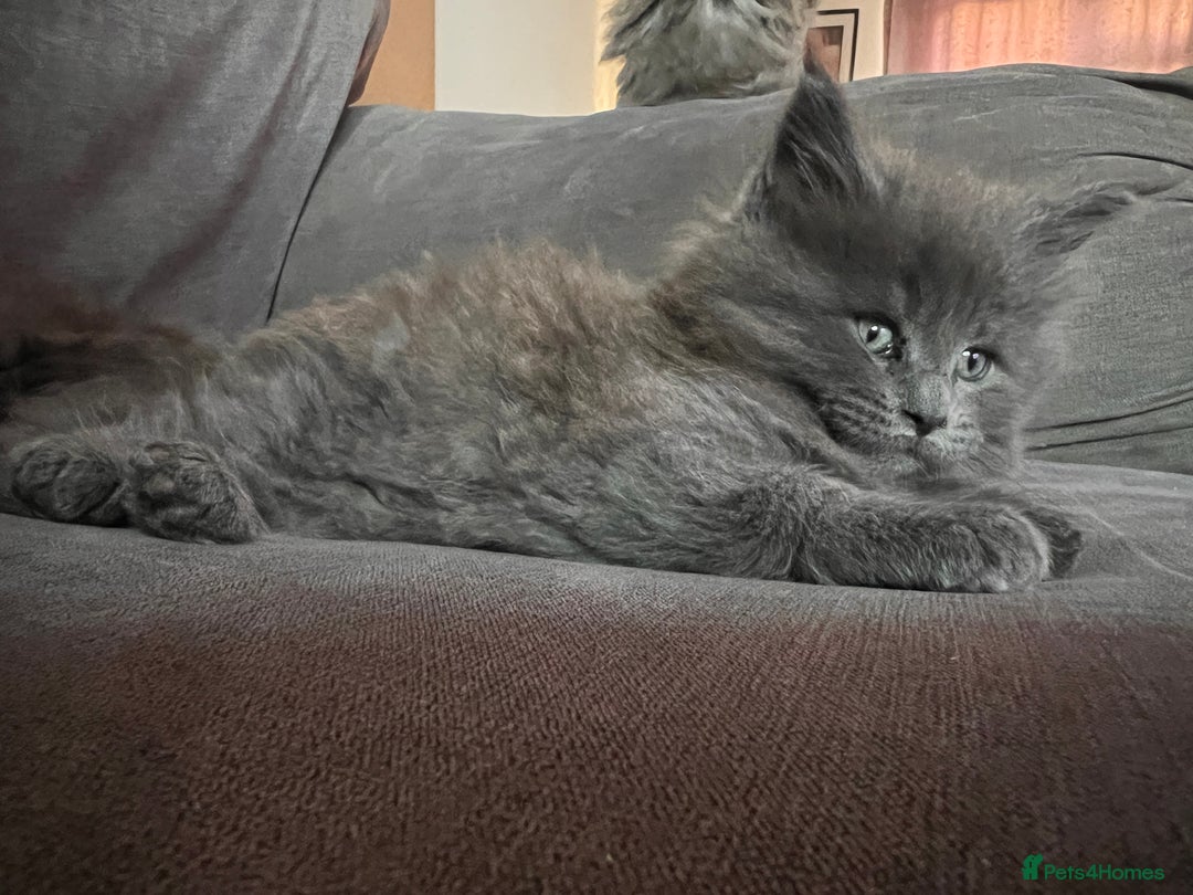 Maine Coon cats for sale: Maine coon kitten for sale - Advert 8