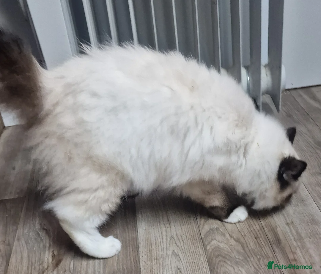 Ragdoll cats for sale: Gorgeous gccf ragdoll boy  - Advert 4