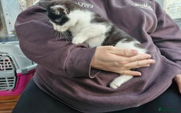 Mixed Breed cats for sale: Mixed Breed Kittens  - Image 8