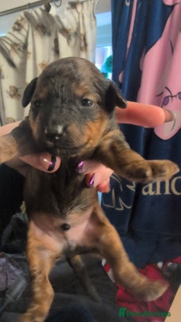 Cavapoo dogs One gorgeous cavapoo brown boy left ❤️ - Advert 1