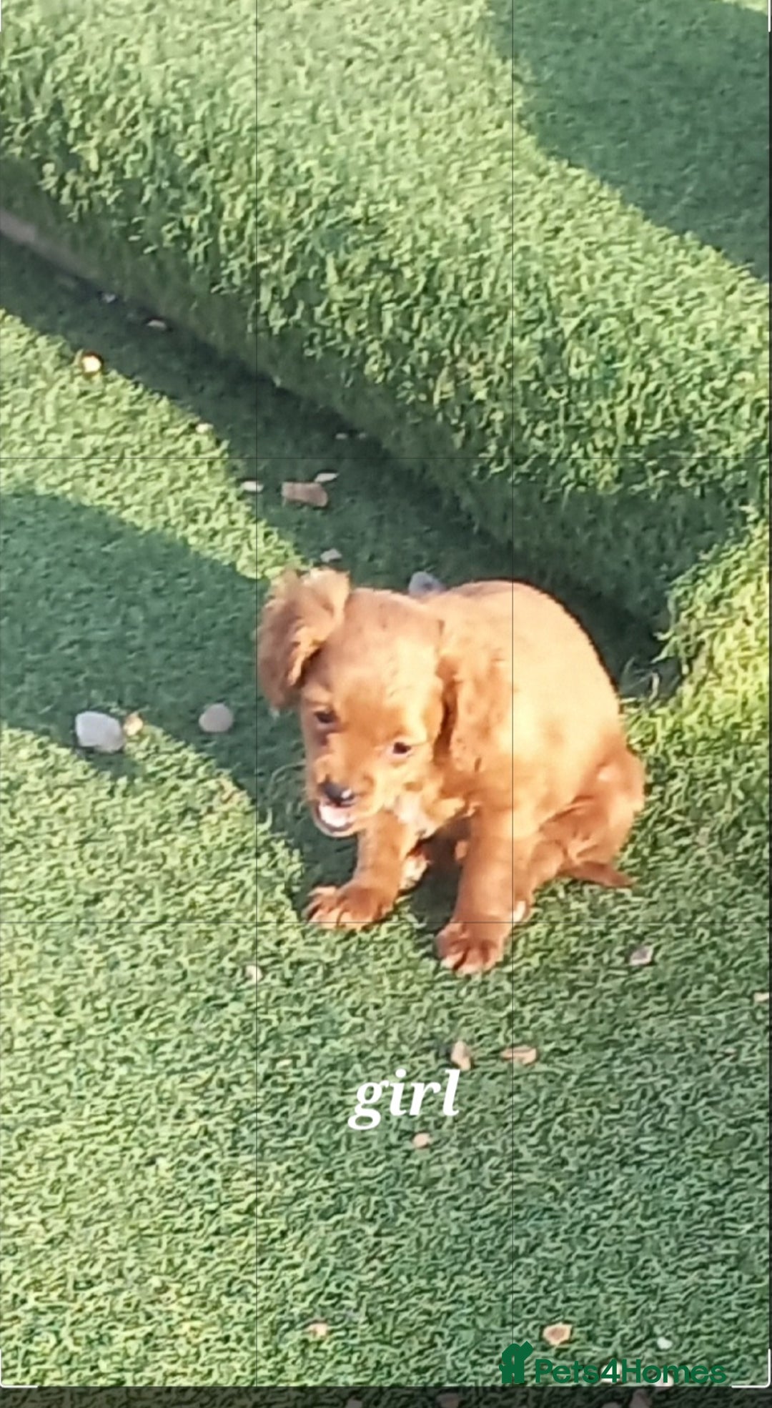 Maltipoo dogs for sale: Maltipoo puppies  - Advert 4