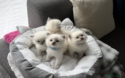 Ragdoll cats for sale: Ragdoll-lovely kittens - Image 19