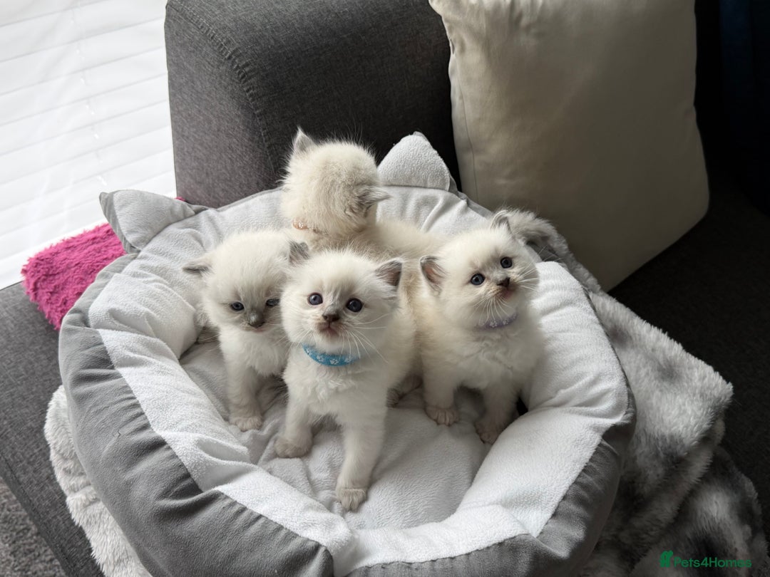 Ragdoll cats for sale: Ragdoll-lovely kittens - Image 19