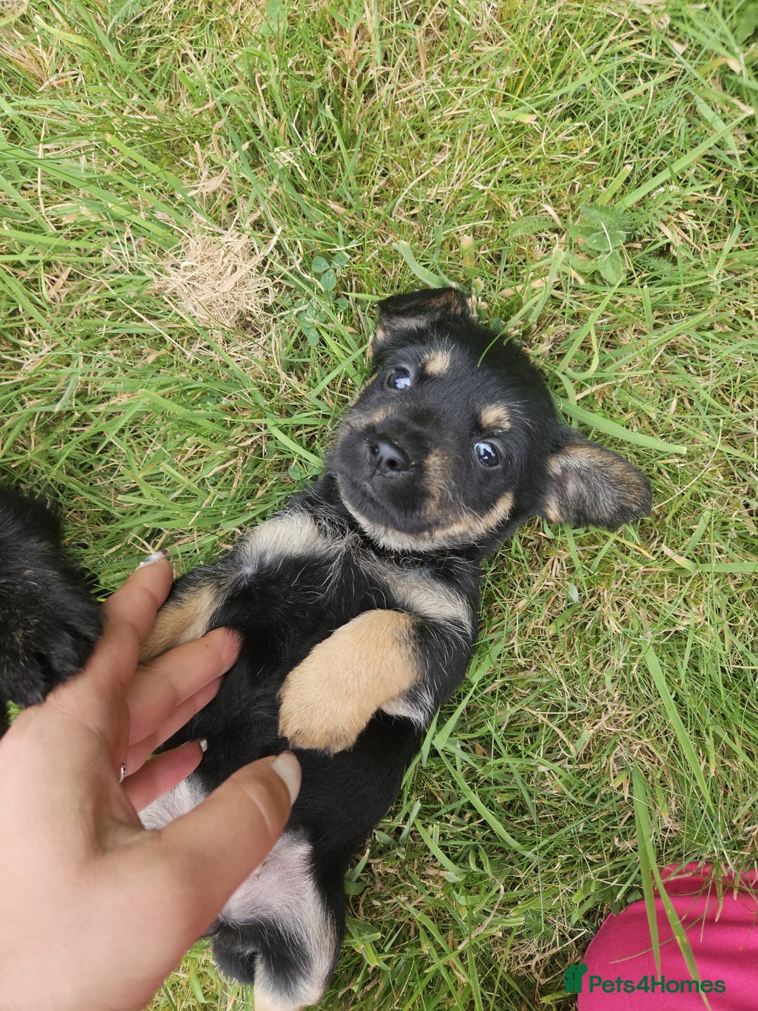 Mixed Breed dogs for sale: Miniature Schnauzer cross - Image 4