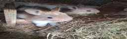 Mixed Breed rabbits for sale: Rabbits mixed - Advert 1