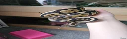 Python Snake reptiles for sale: Female ball pythons - Advert 2