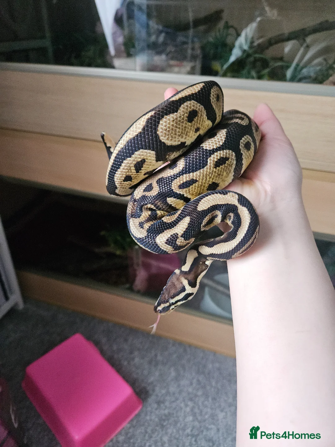 Python Snake reptiles for sale: Female ball pythons - Advert 2