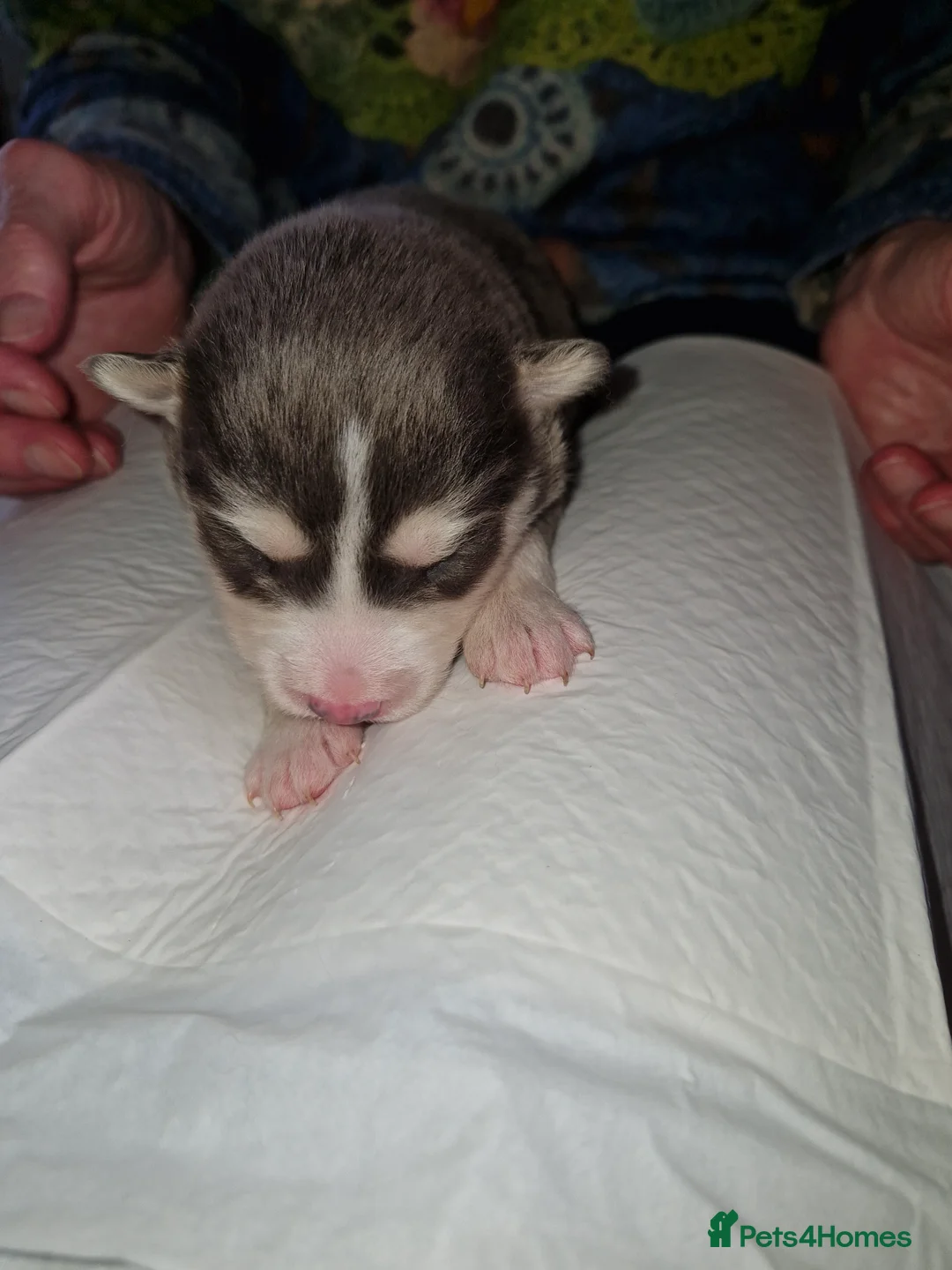Pomsky dogs for sale: Litter of 6 Pomsky puppies - Advert 4