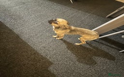 Mixed Breed dogs for sale: Chihuahua cross Frenchie - Image 3