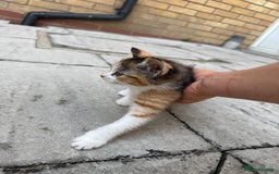 Mixed Breed cats for sale: loved and cared for kittens looking for new home🥹 - Image 11