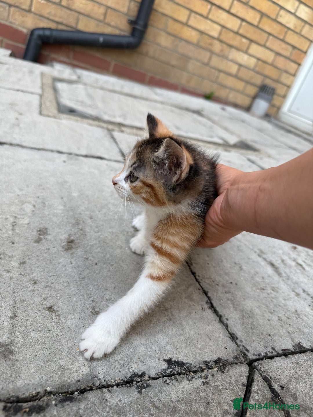 Mixed Breed cats for sale: loved and cared for kittens looking for new home🥹 - Image 11