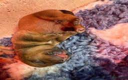 Mixed Breed dogs for sale: Mastibull puppies for sale  - Image 8