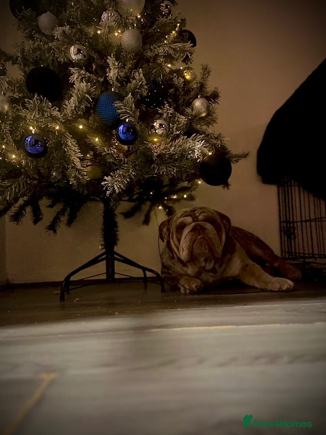 English Bulldog dogs for stud: DwKc registered platinum and tan Merle stud only  in Saint Helens - Advert 4