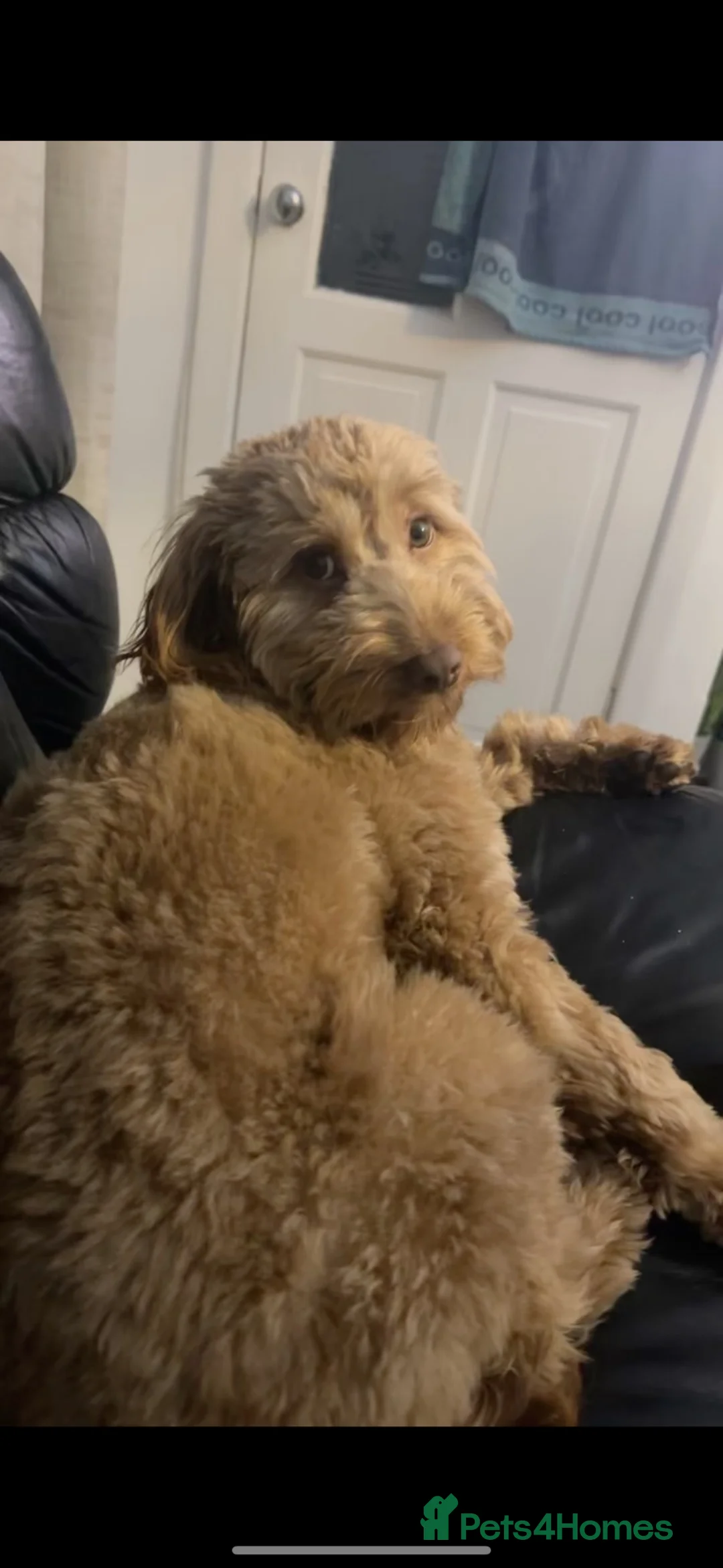 Cockapoo dogs for sale: Saint 3-Year-Old Cockapoo ❤️ - Advert 7