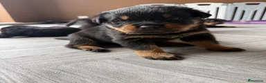 Rottweiler 3