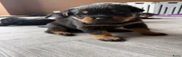 Rottweiler dogs for sale: Beautiful litter of Rottweilers in Horsham - Advert 5