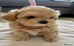 Miniature Poodle dogs for stud: Asian Toy Poodle - TEDDYCUP in Kettering - Image 10