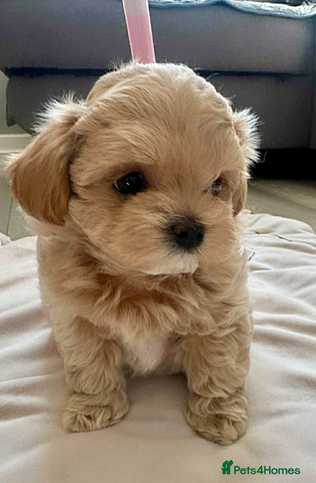 Miniature Poodle dogs for stud: Asian Toy Poodle - TEDDYCUP in Kettering - Image 10