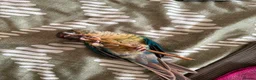 Conures birds for sale: Green Cheek Conure Looking for His Forever Home - Advert 26