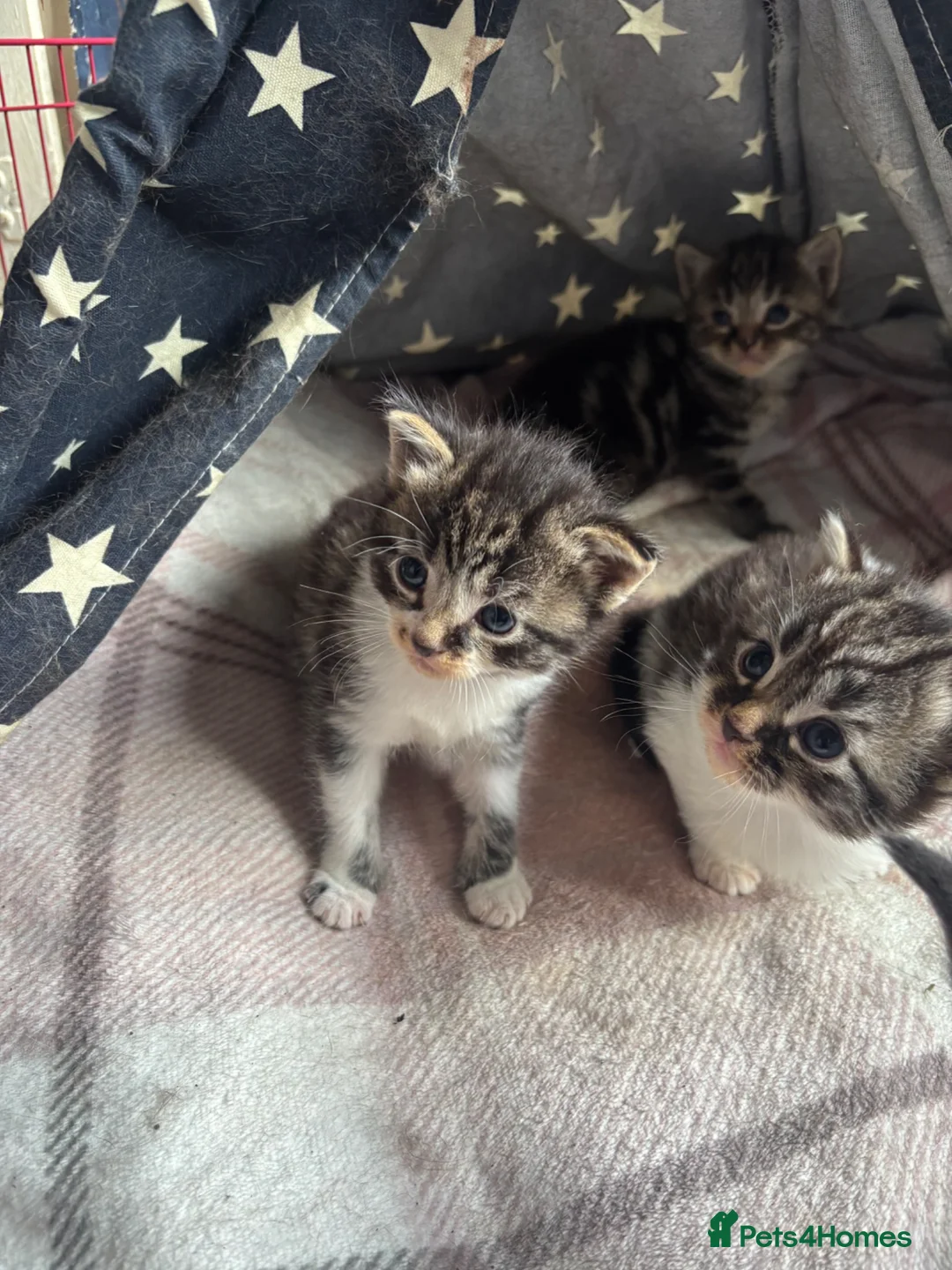 British Shorthair cats for sale: 2 tabby kittens available for re homing (Males)  in Buckingham - Advert 4