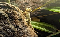 Gecko reptiles for sale: Mourning Gecko's (Lepidodactylus lugubris) - Image 3