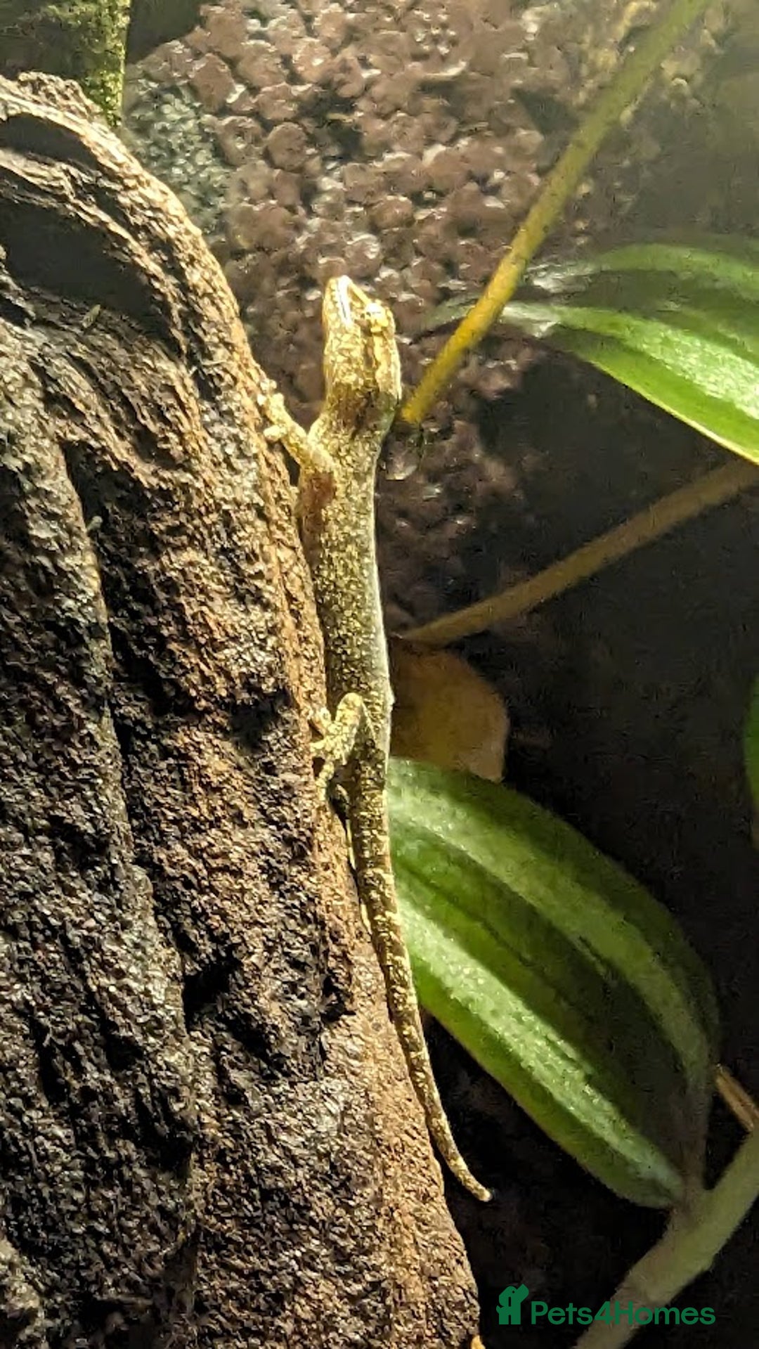 Gecko reptiles for sale: Mourning Gecko's (Lepidodactylus lugubris) - Image 3