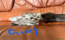 British Shorthair cats for sale: British shorthair kittens - Image 6