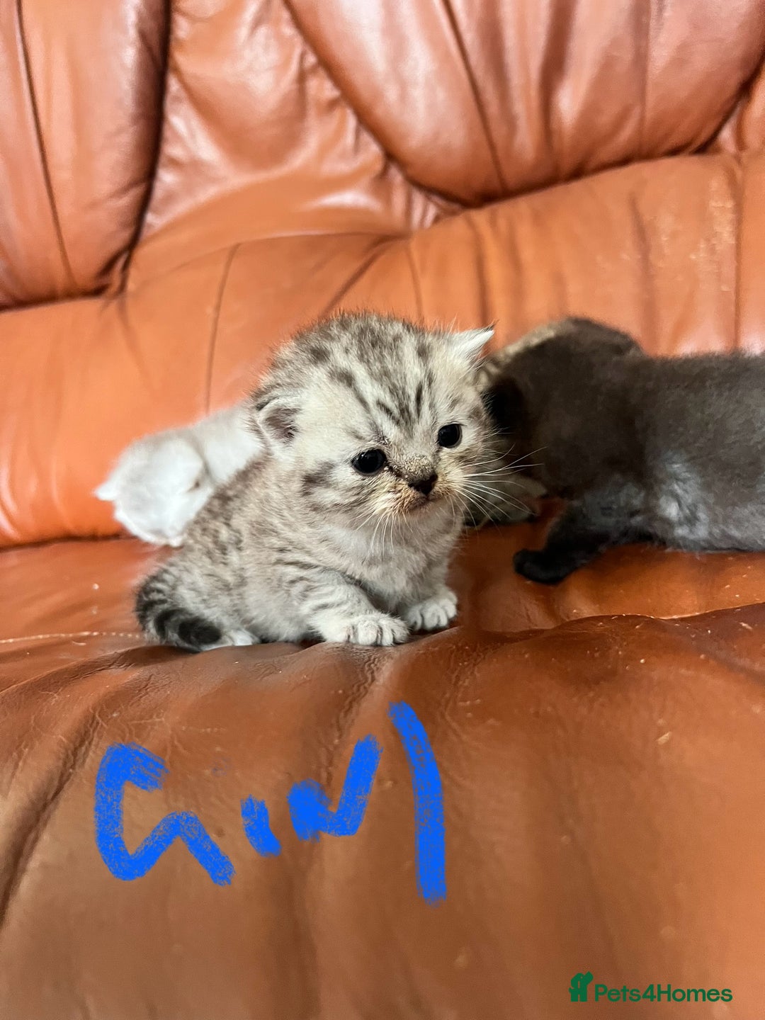 British Shorthair cats for sale: British shorthair kittens - Image 6