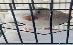 Parrots birds for sale: RARE  Quaker Parrot White with light blue tail - Image 7
