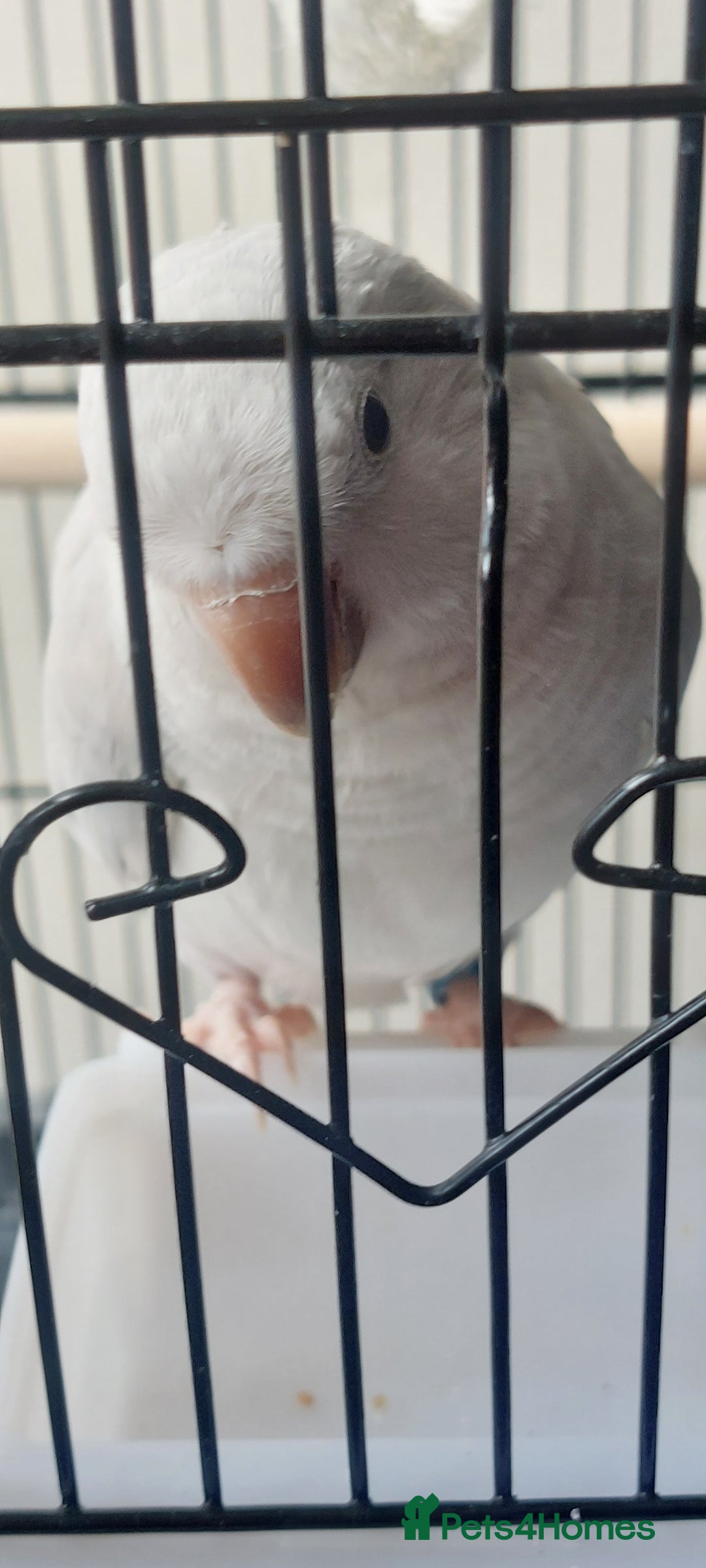 Parrots birds for sale: RARE  Quaker Parrot White with light blue tail - Image 7